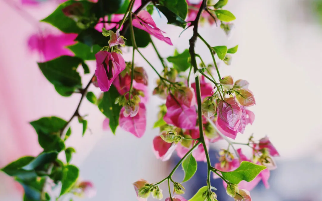 Wake up and smell the roses